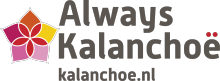 Always Kalanchoe